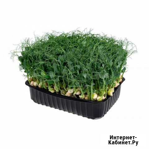 Микрозелень Бийск - изображение 1