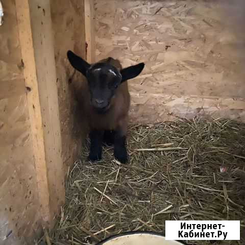 Камерунские козы Раменское - изображение 1
