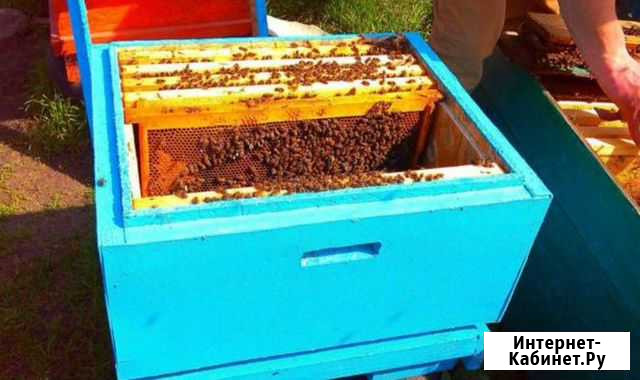 Пчелосемьи Карпатской породы Назарово - изображение 1