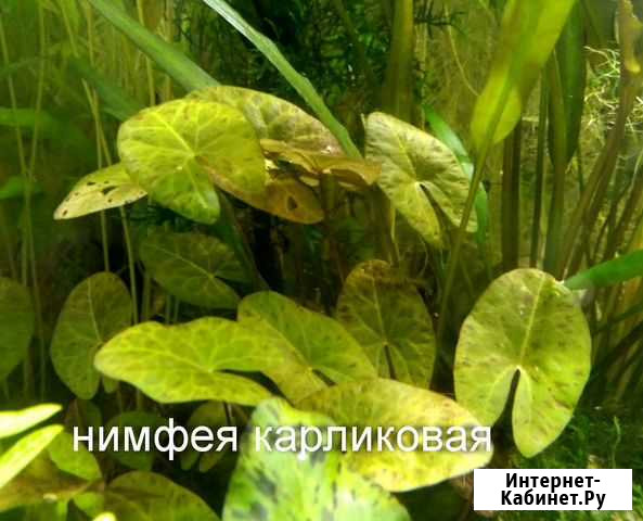 Аквариумные растения Мценск - изображение 1
