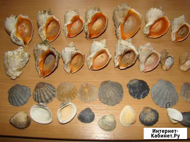 Красивые ракушки с Чёрного моря Ангарск - изображение 1