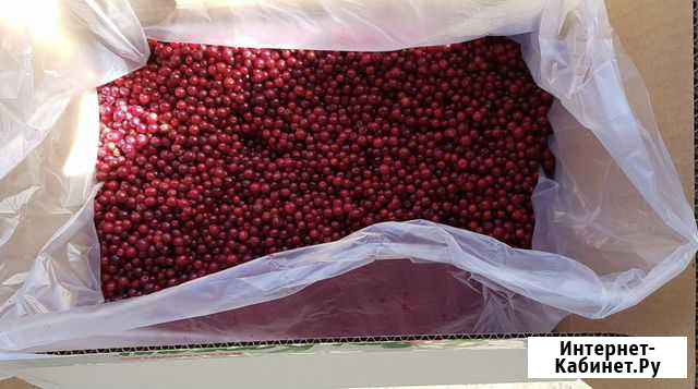 Брусника замороженная Ижевск - изображение 1