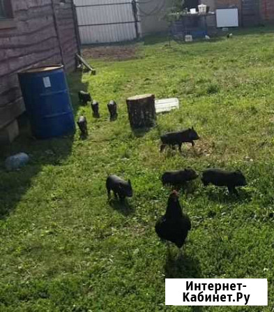Вьетнамский вислобрюхий поросенок Кашира - изображение 1