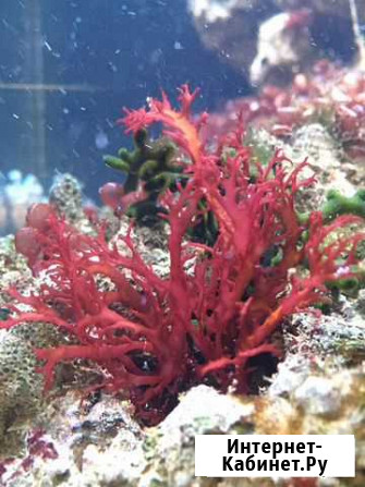Водоросли для морского аквариума Химки - изображение 1