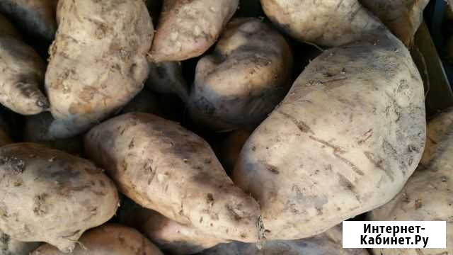 Картофель фуражный Бор - изображение 1