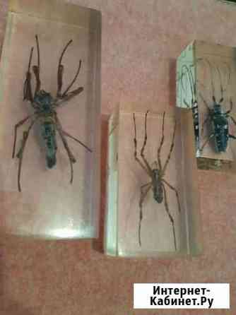 Коллекция насекомых в стекле Краснодар