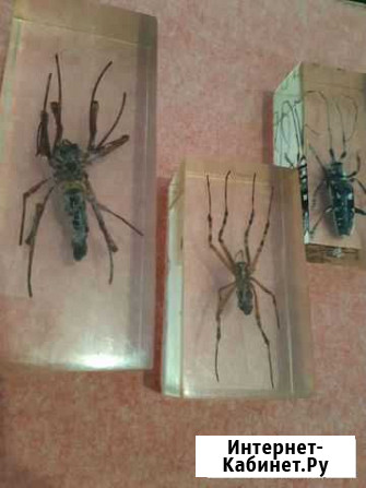 Коллекция насекомых в стекле Краснодар - изображение 1