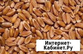 Пшеница Ужур - изображение 1