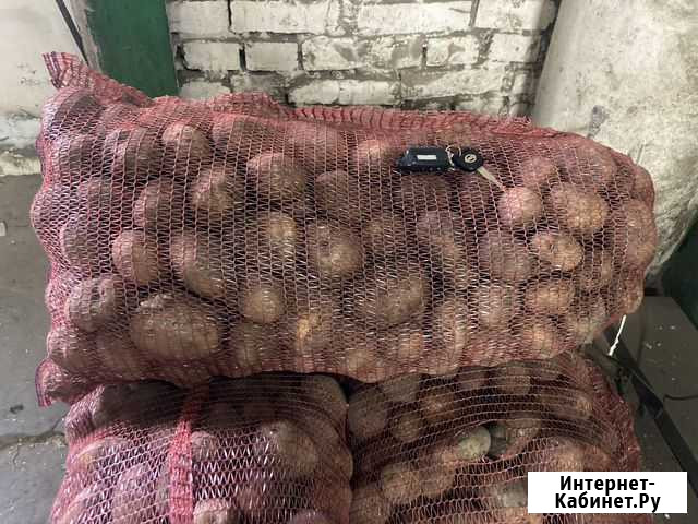 Картофель в сетках Бийск - изображение 1