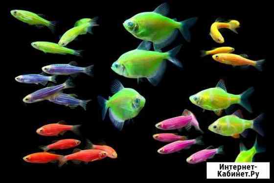 Тетра глофиш. Светящиеся. GloFish Воронеж