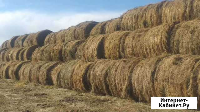 Сено Иволгинск - изображение 1
