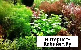 Эхинодорус хади красный жемчуг Омск - изображение 1