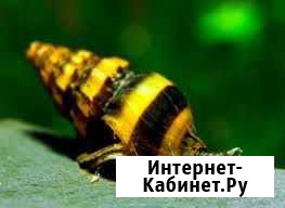 Улитка шип дьявола. Желтый кролик Воронеж - изображение 1