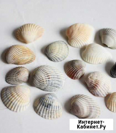 Ракушки Нижний Тагил - изображение 1