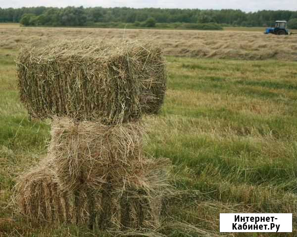 Сено в тюках Белогорск - изображение 1