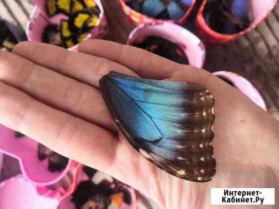 Крылья тропических бабочек Красноярск