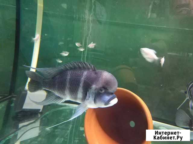 Цыфотеляпия франтоза Лоскутово - изображение 1