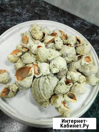 Ракушки для аквариума Нижнекамск - изображение 1