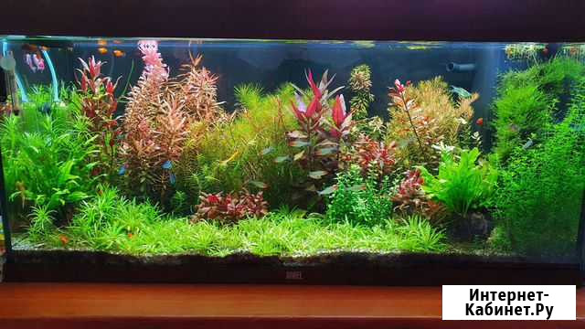 Живые растения для аквариума в Кудепсте) от Сочи - изображение 1