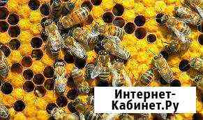 Пчелиный подмор Благовещенск