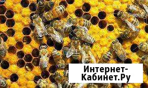 Пчелиный подмор Благовещенск - изображение 1