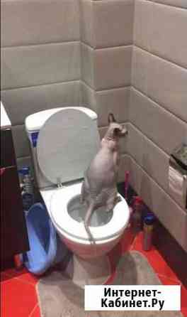 Тренировочный унитаз для котов Калининград