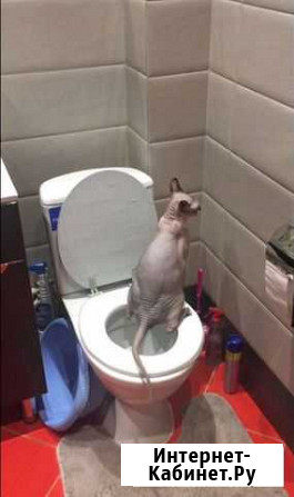 Тренировочный унитаз для котов Калининград - изображение 1