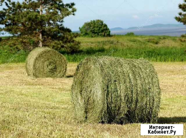 Сено В рулонах Черногорск - изображение 1