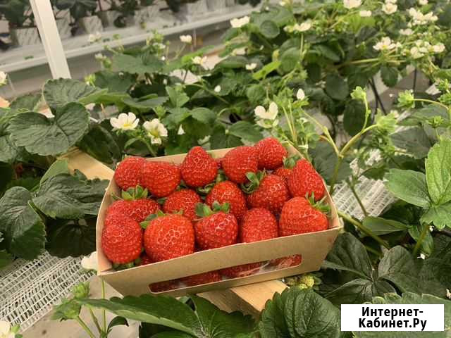 Клубника круглый год Салават - изображение 1