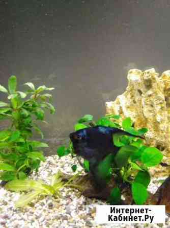 Аквариумные рыбки скалярии Новосибирск