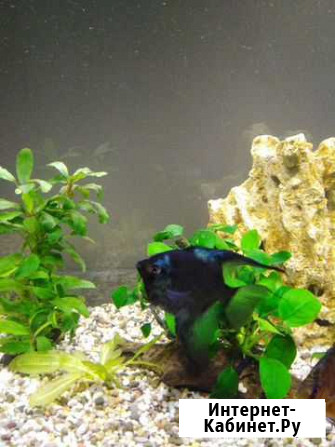 Аквариумные рыбки скалярии Новосибирск - изображение 1