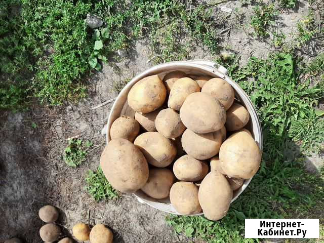 Картофель Домашний Брянск - изображение 1