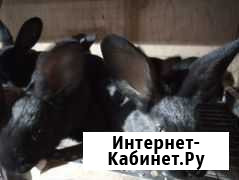 Мясо кролика Домодедово - изображение 1