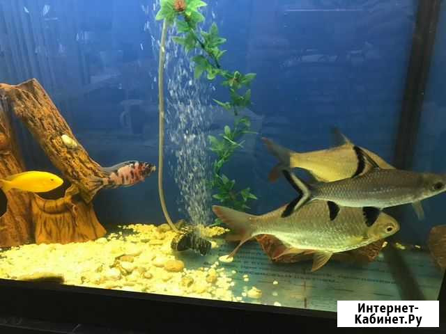 Аквариум с рыбками 180 л Тюмень - изображение 1