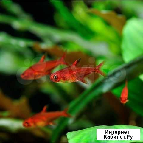 Hyphessobrycon amandae Омск - изображение 1