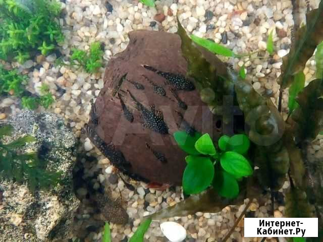 Сомики, Креветки, Молли Краснодар - изображение 1