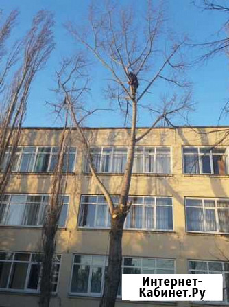 Спил, обрезка, деревьев Краснодар. Вывоз Краснодар - изображение 1