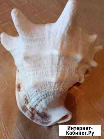 Раковины морские Оренбург