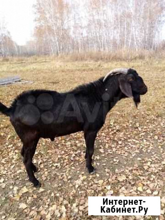 Нубийский козёл на вязку Толмачево - изображение 1