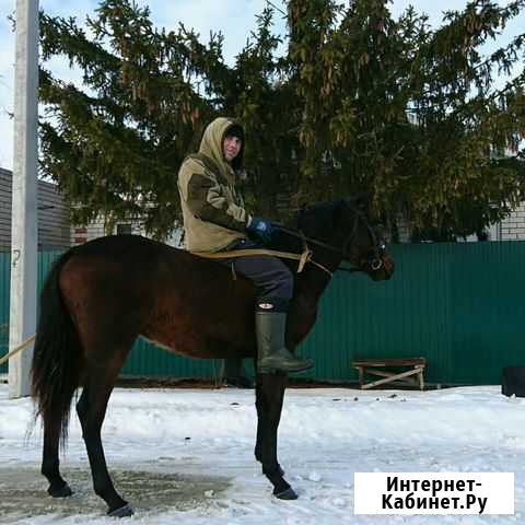 Карачаевской породы жеребчик Петров Вал - изображение 1