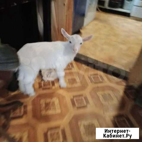 2 козочки Рогачево - изображение 1