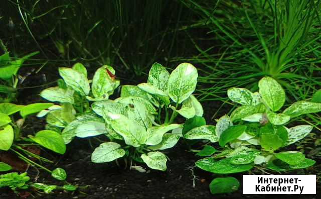 Anubias Pinto крупные кусты Балашиха - изображение 1