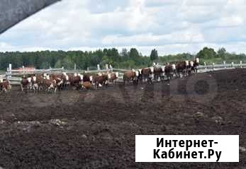 Коровы мясные, Лошади Викулово - изображение 1