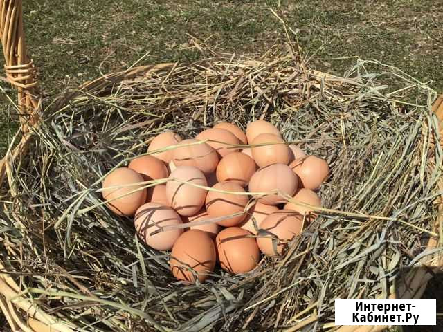 Домашнее яйцо, мясо бройлера, кролика Чехов - изображение 1