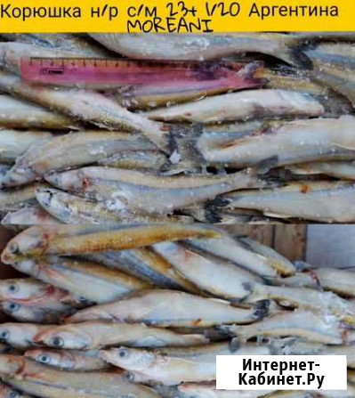 Корюшка Сочи - изображение 1