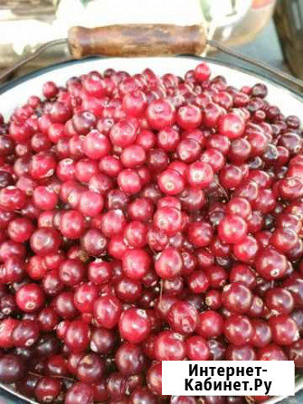 Брусника, Клюква, ягода,орех Ангарск - изображение 1