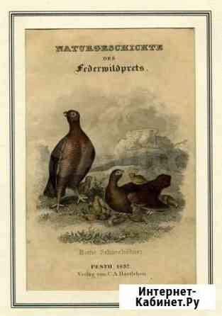 Старинная гравюра 1837 г. птицы антиквариат Калининград