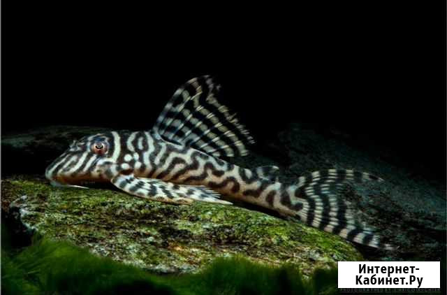 Гипанциструс King Tiger Pleco L 066 Кунгур - изображение 1