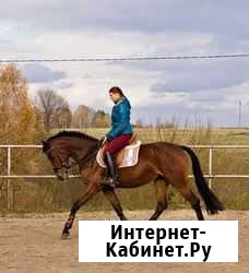 Продажа лошадей Путевка - изображение 1