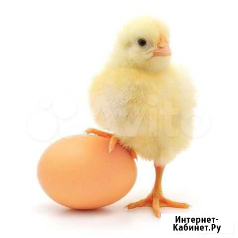 Инкубационное яйцо Смоленск - изображение 1